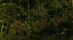 _MG_9487.JPG copy